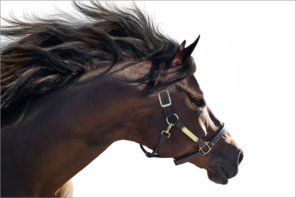 Equestrian Art